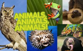 Titulní obrázek k příspěvku Animals