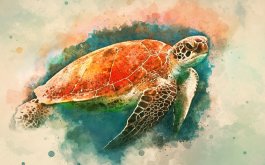 Titulní obrázek k příspěvku Mořská želva